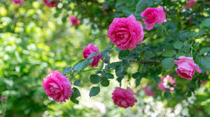 how to prune roses keep your rose