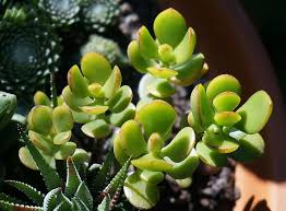 Jade is native to south africa. Jade Plant Succulent Container Plant Plant Nature Flora Houseplant Crassula Green Garden Small Pikist