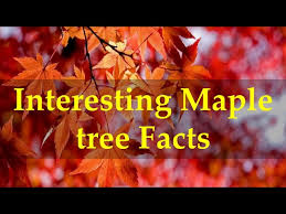 interesting maple tree facts you