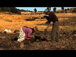 la agricultura del pueblo aymara