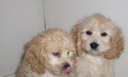 Welcome to pure bred pups in joice iowa! Tiara Kennels Cockapoo Puppies For Sale Price 450 00 For Sale In Edwardsburg Michigan Best Pets Online