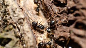 carpenter ants vs termites in san