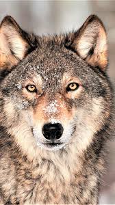 If you're looking for the best wolf wallpaper then wallpapertag is the place to be. Wolf Grey 4k Vertical Animal Wallpaper Wolf Wallpaper Wild Animal Wallpaper