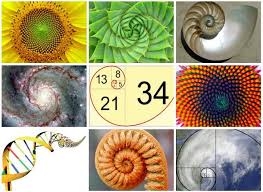 Image result for fibonacci sequence