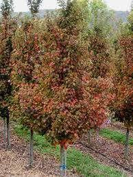 Acer Rubrum Sun Valley Red Maple