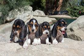 We are snuggled in the beautiful foothills of the blue ridge mountains of north carolina. Basset Hound Puppies On Some Rocks Photographic Print Zandria Muench Beraldo Art Com