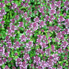 creeping thyme plant thymus purple carpet creeping thyme