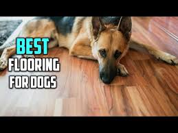 top 5 best flooring for dogs with wood