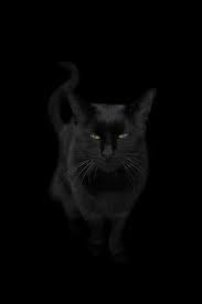 black cat sitting stock photos royalty