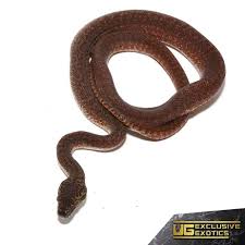 baby granite ij carpet pythons morelia