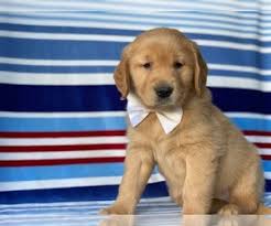 Golden retriever puppy for sale near pennsylvania, lancaster, usa. View Ad Golden Retriever Puppy For Sale Near Pennsylvania Lancaster Usa Adn 261041