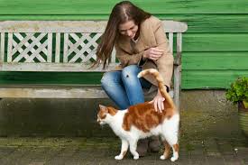 We did not find results for: Cat Tail Language Decoding Your Feline S Flick Great Pet Care