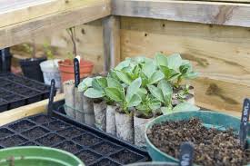 10 sustainable ways to use a cold frame