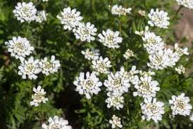 Spring hill nurseries has the largest assortment of perennials. 10 Beautiful White Flowering Perennials Garden Lovers Club