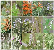 Diversity Of Southern African Lamiaceae