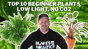 low light no co2 plants for beginners