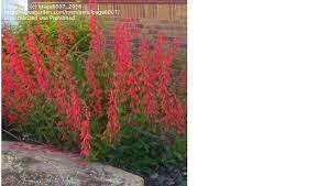 It could be a weed. Plant Identification Closed Tall Perennial With Red Flowers 1 By Lpage6007
