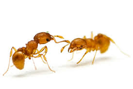 little fire ant wasmannia