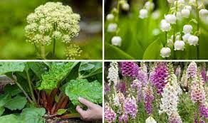 10 Poisonous Plants Which You Should Be