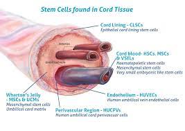 umbilical cord tissue stem cells why