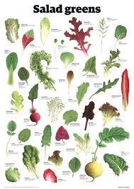 Salad Greens Guardian Wallchart Prints Easyart Com Food