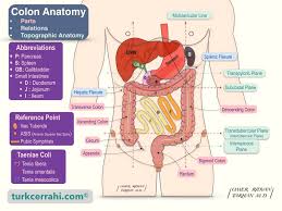 anatomy of the colon turkcerrahi com
