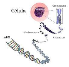 ADN: qué es, definición y estructura - Toda Materia