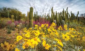 4 desert gardens in arizona to visit