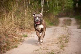 Pitbull or american pit bull terrier was used in blood sports such as bull baiting or bear baiting etc before these were banned. Hnderasse Der American Pitbull Terrier Was Sie Wissen Sollten