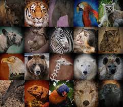 essay endangered wildlife in india