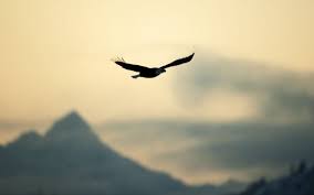 bird eagle flying freedom nature