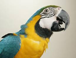 macaw parrot bird species profile