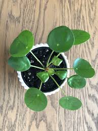 Check spelling or type a new query. Why Are The Leaves Curling On My Chinese Money Plant