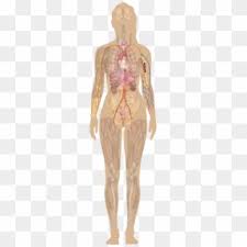 Refer to this article to understand . Female With Organs Female Body Organ Anatomy Clipart 2521259 Pikpng