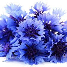 blue flowers whole bulk flowers