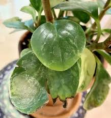 How To Clean Houseplant Leaves And Why