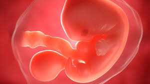 Ssw i mutter kind box i schwanger i 2. Schwangerschaftskalender Entwicklung Von Der 1 Bis 40 Ssw