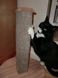 diy carpet covered cat scratching post