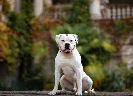 american bulldog dog breed health and