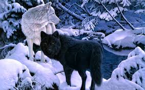 100 black wolf wallpapers