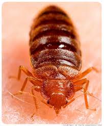 bedbugs and bedbug bites pictures