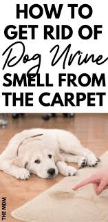 remove dog urine smell from the carpet