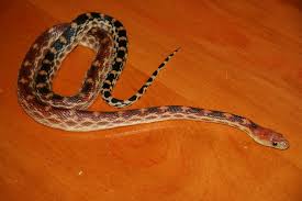 Their range extends southern canada, western and central. Cape Gopher Snake Wikipedia