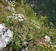 ConservePlants - Hladnikia pastinacifolia Rchb. is one of... | Facebook