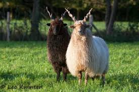 Breeds of Livestock - Racka Sheep — Breeds of Livestock, Department of  Animal Science