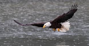 bald eagle size comparison wingspan