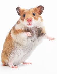 The hamster is a rodent whose scientific name is cricetinae. it contains 18 species in seven different genera and includes lemmings and mice among others. Syrian Hamster Animal Facts Encyclopedia