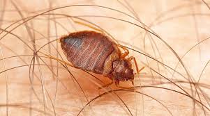 bed bugs in your forney property