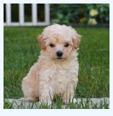 This little maltipoo puppy has been raised with love, very well socialized, family. Don T Waste Time 5 Facts To Start Maltipoo Puppies For Sale Dog Breed