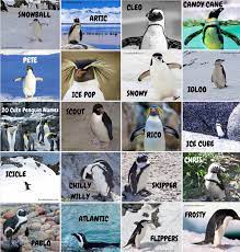Purchase of a penguin adoption includes free shipping. Name Tags For Your Penguin Party Penguin Names Penguins Cute Penguins